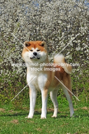 Akita in front of blossom