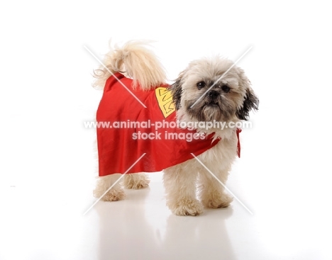 superhero Shih Tzu