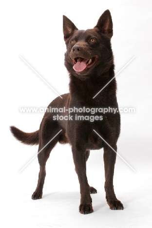 Australian Champion, chocolate Australian Kelpie standing on white background