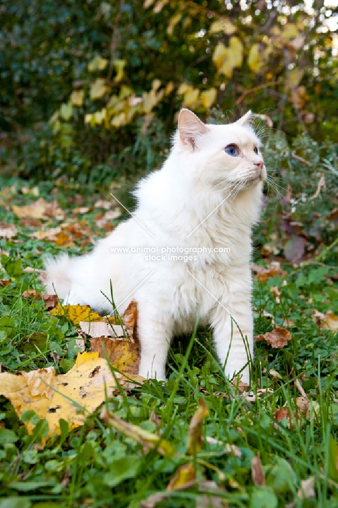 ragdoll on grass