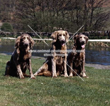 three long haired weimaraners sitting beside a river