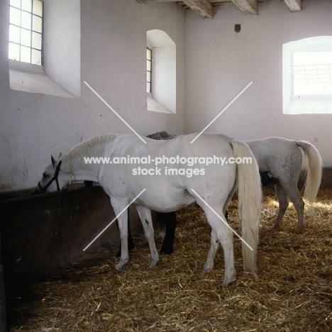 Lipizzaner mares feeding in their ancient stable at piber