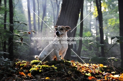 Jack Russell terrier in forest