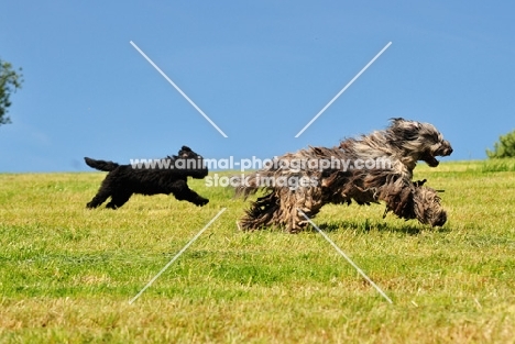 Bergamasco running with puppy