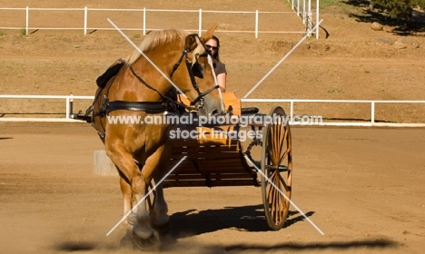 Belgian Draft horse