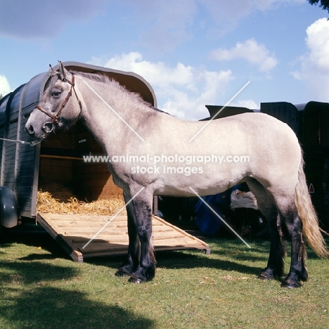 Highland Pony at show beside horse box 