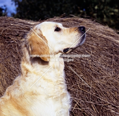 golden retriever looking up 