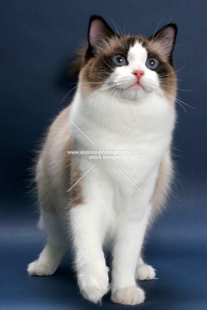 Seal Point Bi-Color Ragdoll, standing on blue background