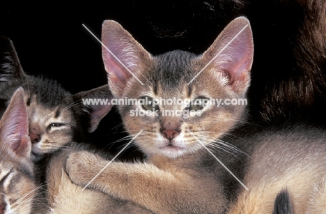 three abyssinian kittens on a rug