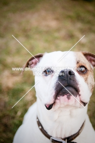 American Bulldog portrait