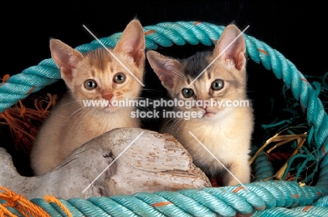 two abyssinian kittens amongst rope