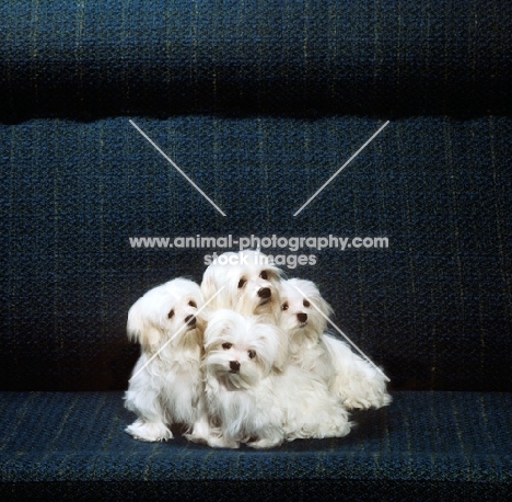 maltese and her three puppies from vicbrita huddled together