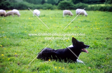 working border collie lying in a field with sheep