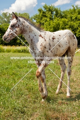 Appaloosa foal