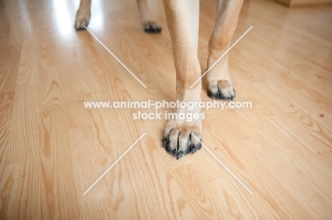 Close-up of a Fawn Mastiff's feet.