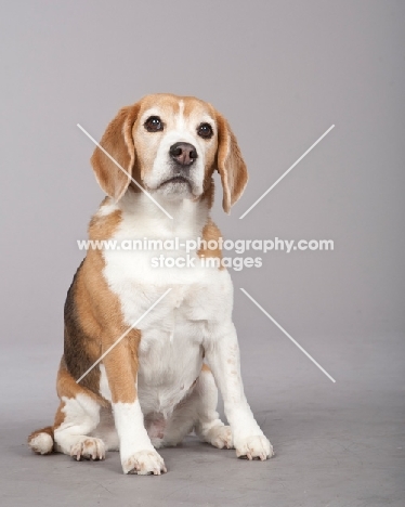 Beagle sitting down in studio
