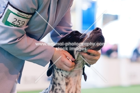 Pointer being shown at Crufts 2012 in YKC handling.