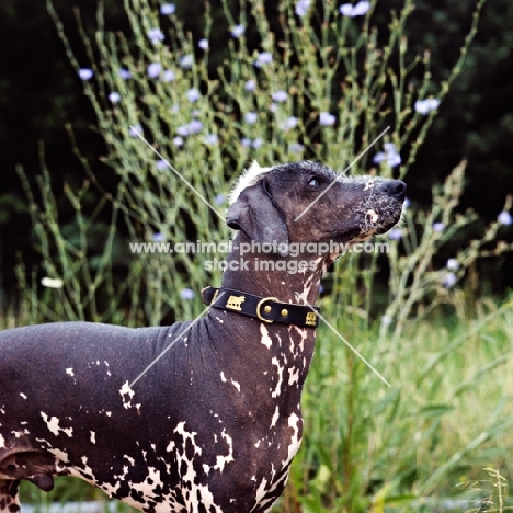brilliant elimar cs, peruvian hairless dog, perro sin pelo del peru, collar with cows, portrait with flowers