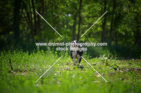 black tri color australian shepherd running like crazy in a field