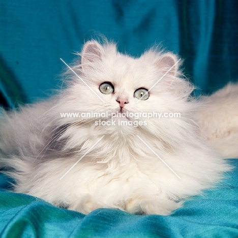 chinchilla cat on blue satin