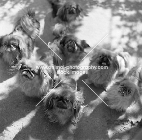 group of pekingese dogs and bitches looking up