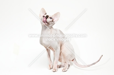 sphynx cat licking her mouth, hungry
