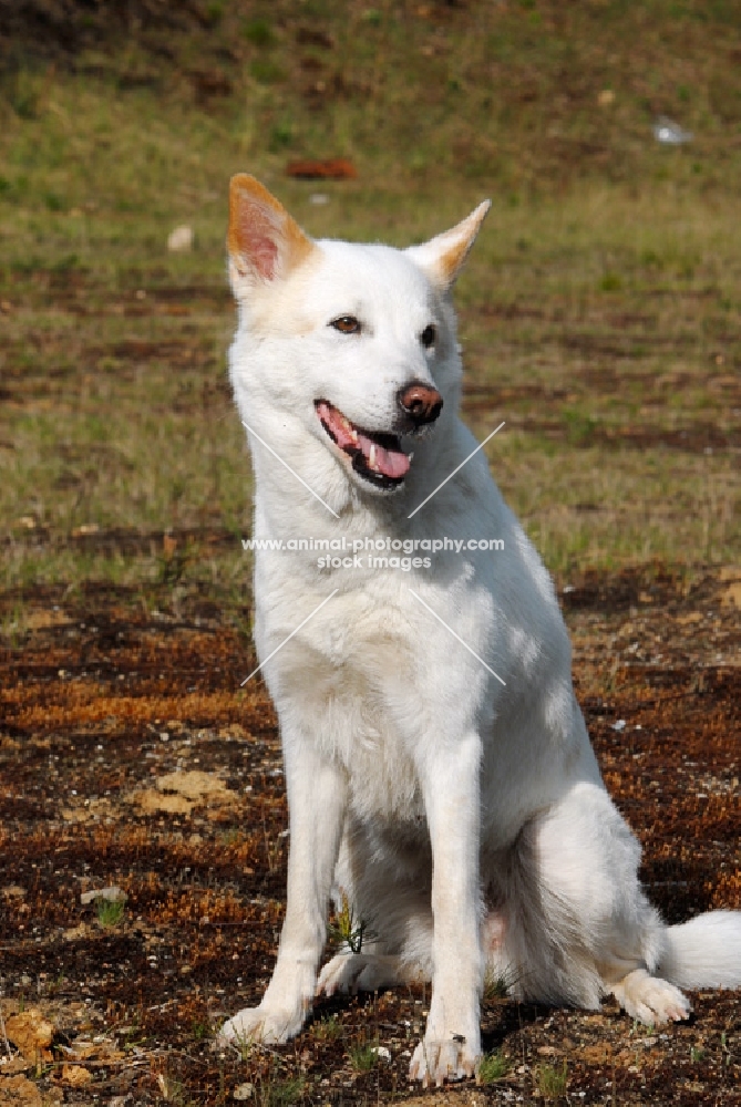 Canaan Dog, guard dog of Israel, sitting down