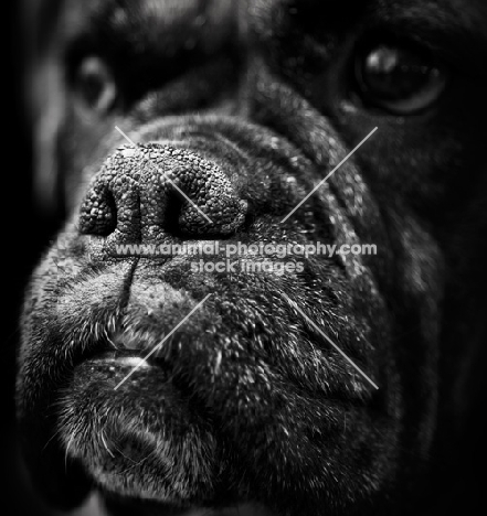 Boxer muzzle