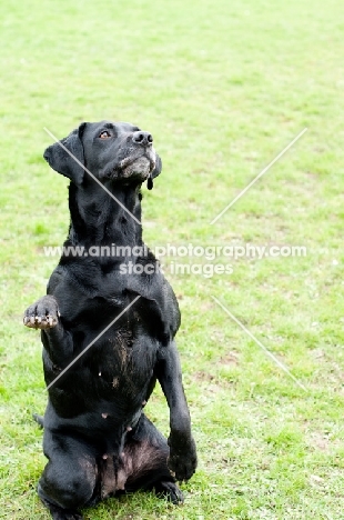 black Labrador Retriever sitting up