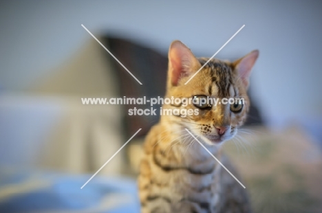 young Bengal cat