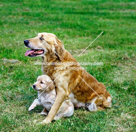golden retriever with puppy sitting on grass