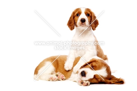 Welsh Springer Spaniel