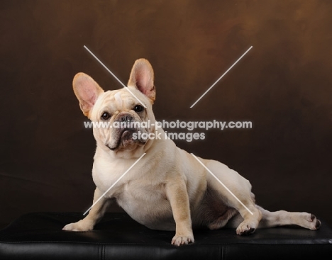 cream French Bulldog in studio