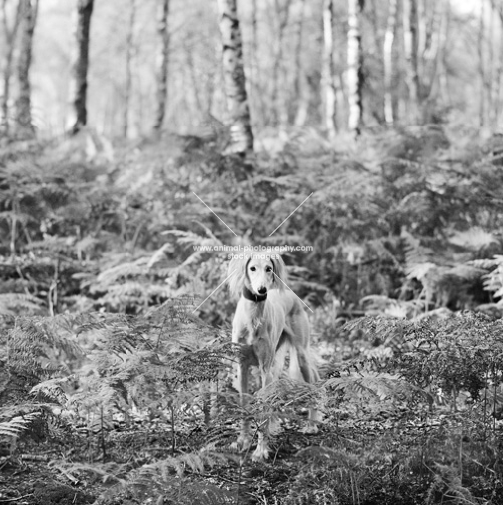 saluki in the woods with bracken