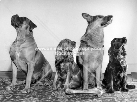 four dogs in front of a bone