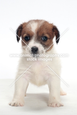 rough coated Jack Russell puppy