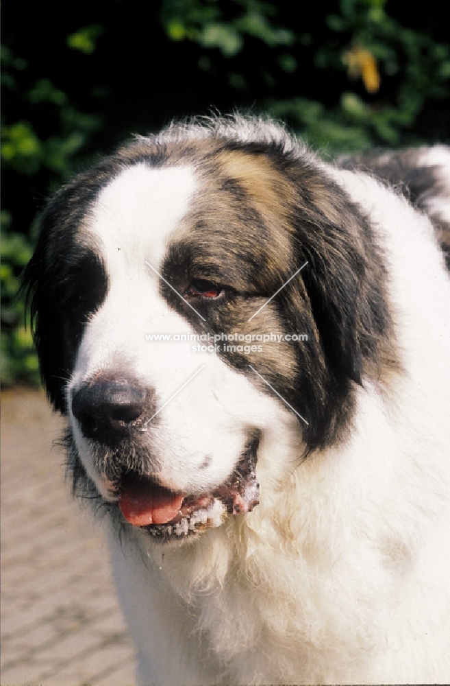 Mastin de los Pirineos (pyrenean mastiff)