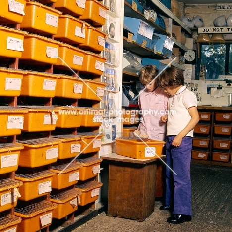 boy and girl choosing a hamster at percy parslow's hamster farm, 
