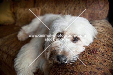terrier mix lying with head on arm of sofa