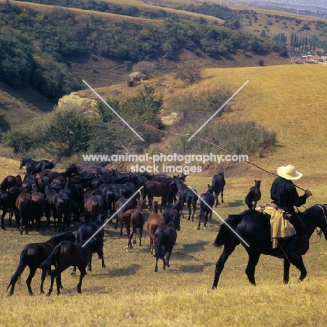 Rounding up taboon of stallions and colts Kabardines, in Caucasus mountains