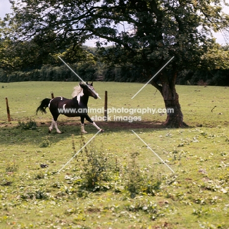 skewbald pony cantering in field