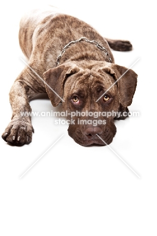 Dogo Canario resting on white background