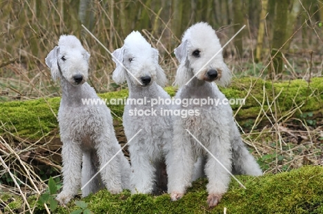 three Bedlington Terriers
