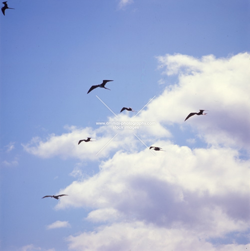 group of great frigate birds flying, punta espinosa, galapagos islands