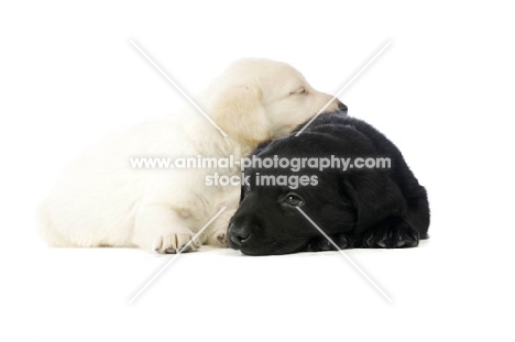 Golden and black Labrador Puppies isolated on a white background