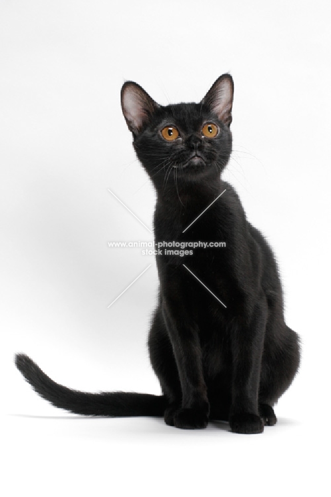 black Bombay cat on white background