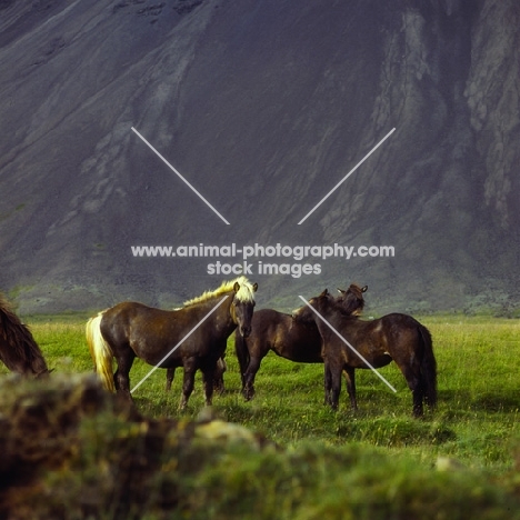 Iceland horses at Hofn