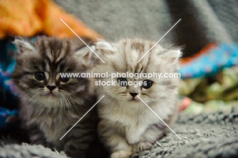 Two Scottish Fold kittens, both straight eared. 