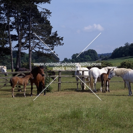 group of Connemara mares with foals