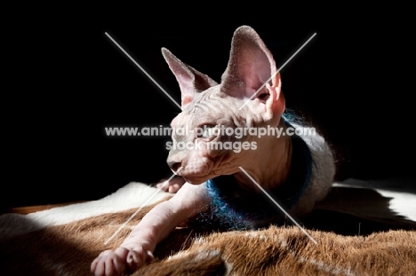 sphynx cat lying on carpet in the sun